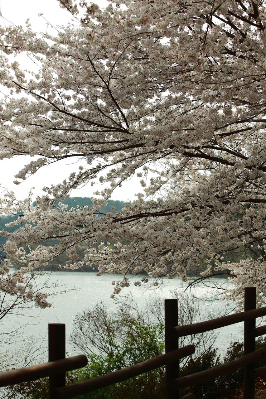 Cherry blossoms on the edge of the lake