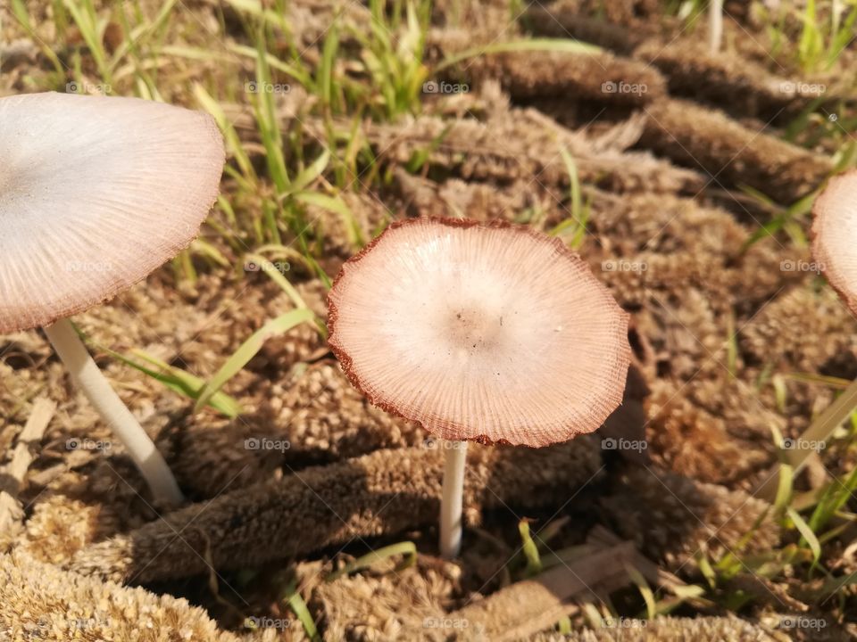 fungus very nizeeeee grow