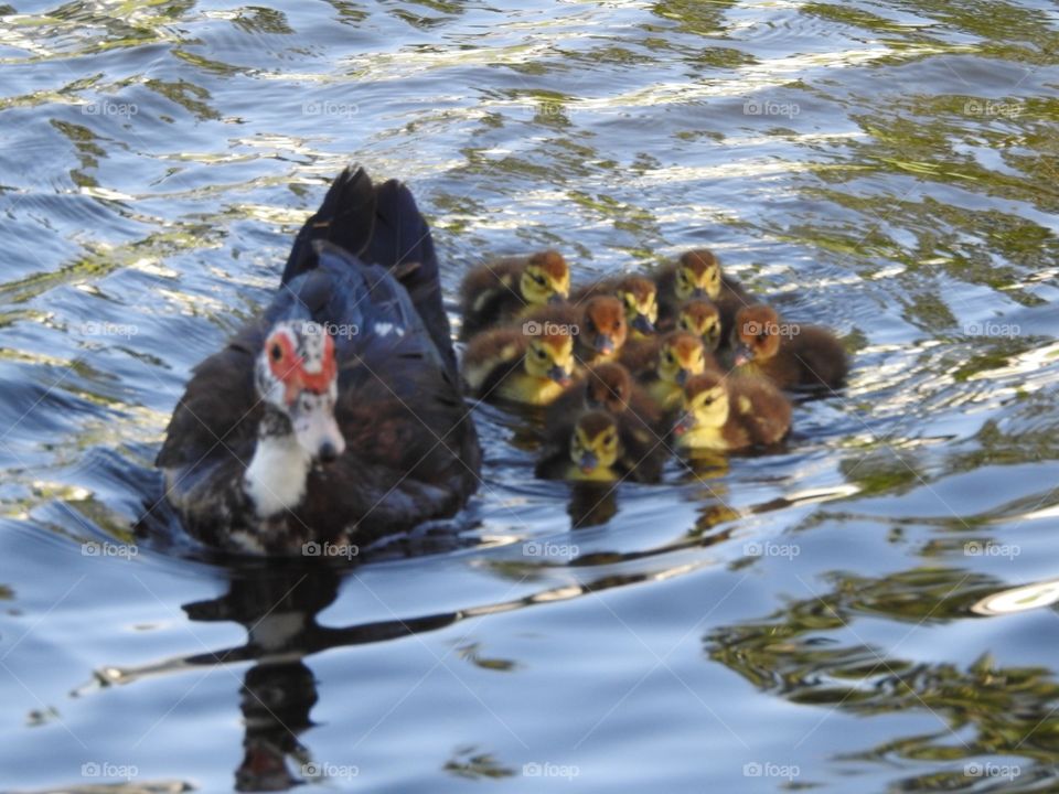 Momma duck teaching her babies how to swim