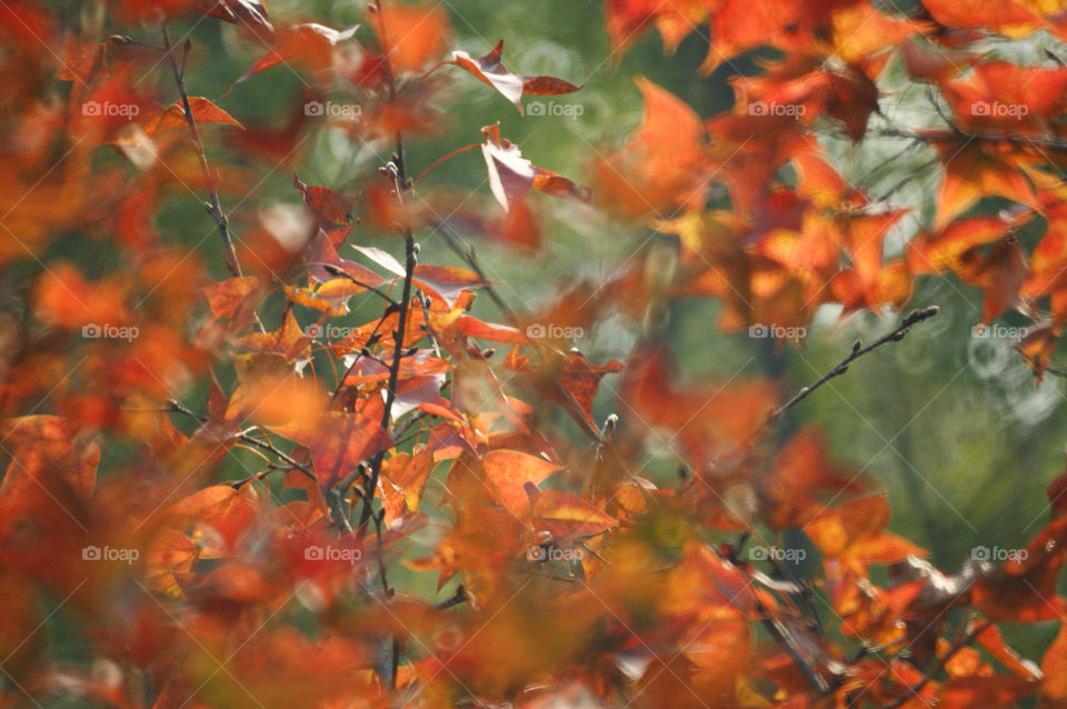 yellow red orange leaf by rosaip