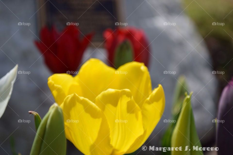 Tulips