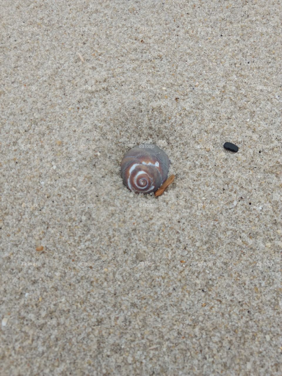 shell in the sand