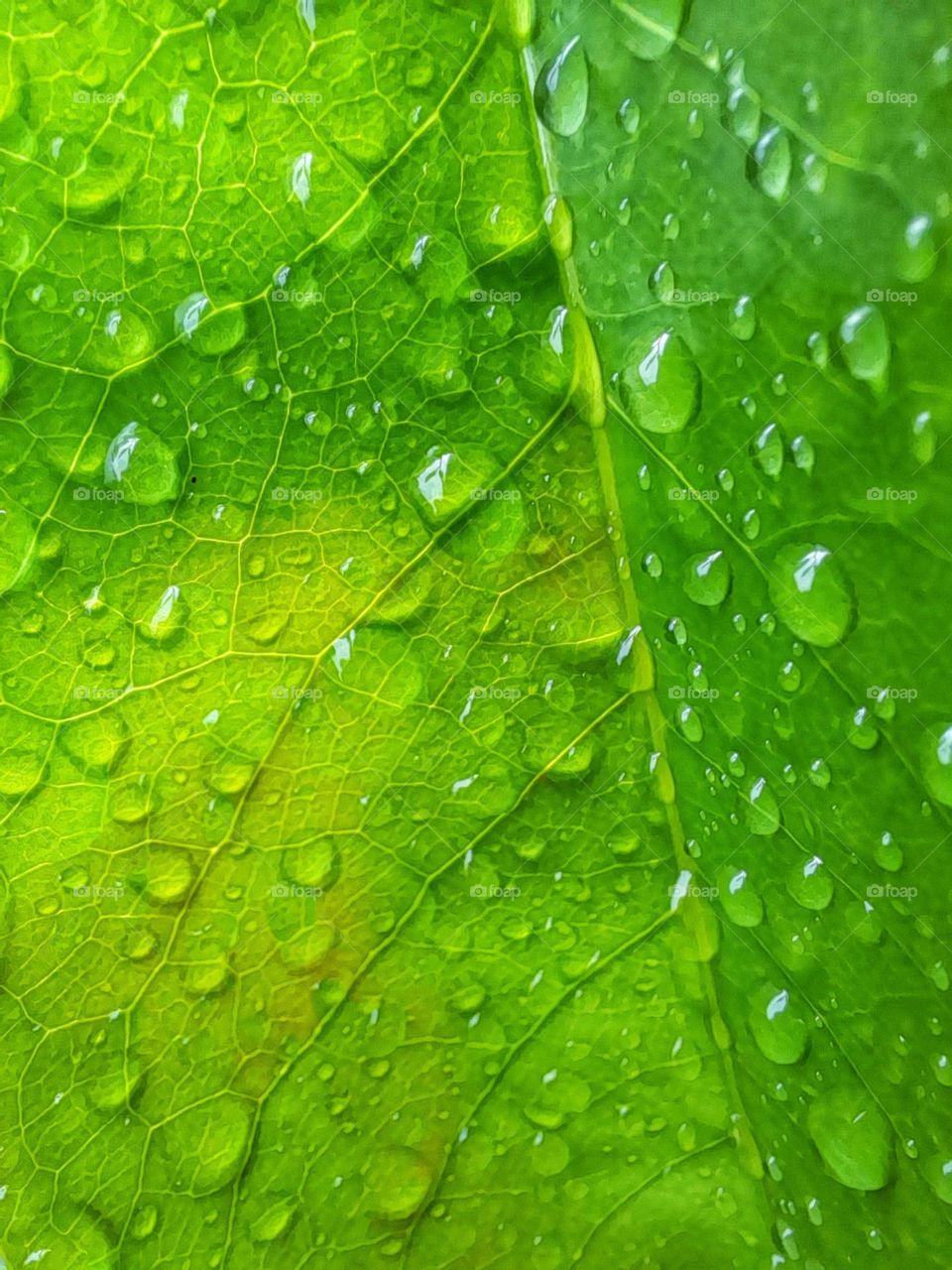 water drop on the green