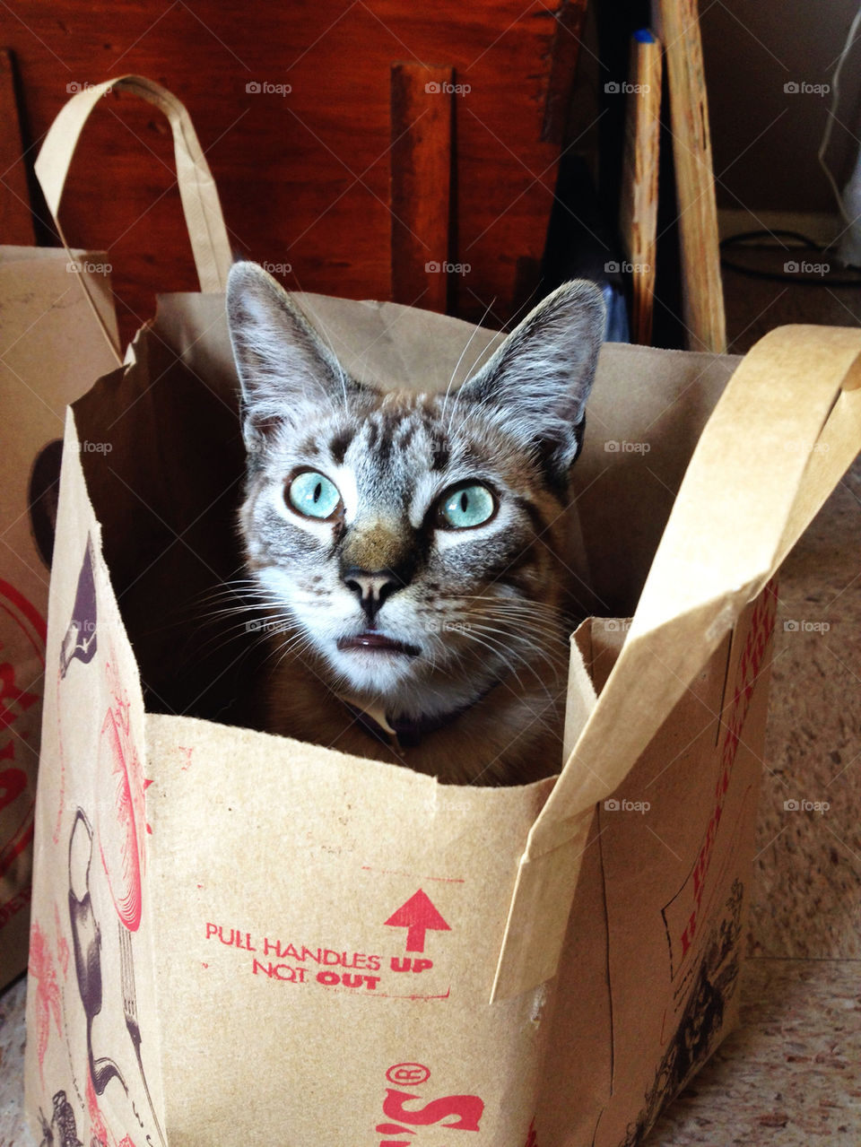 cat eyes paper shopping by analia
