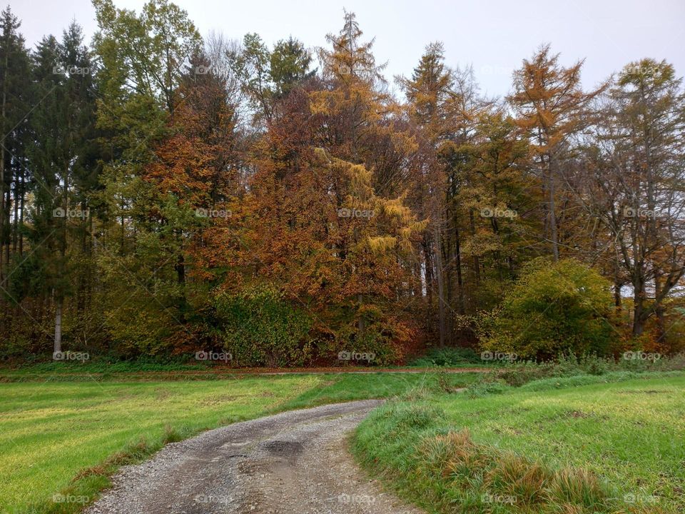 Dirt Road to an Autumn Wood