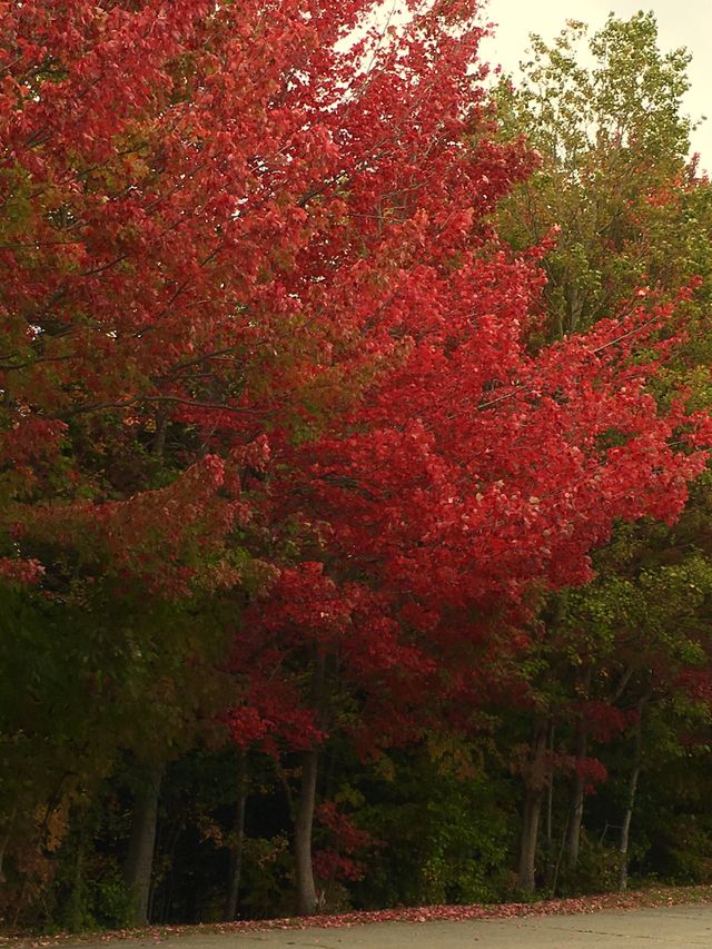 Red beauty 