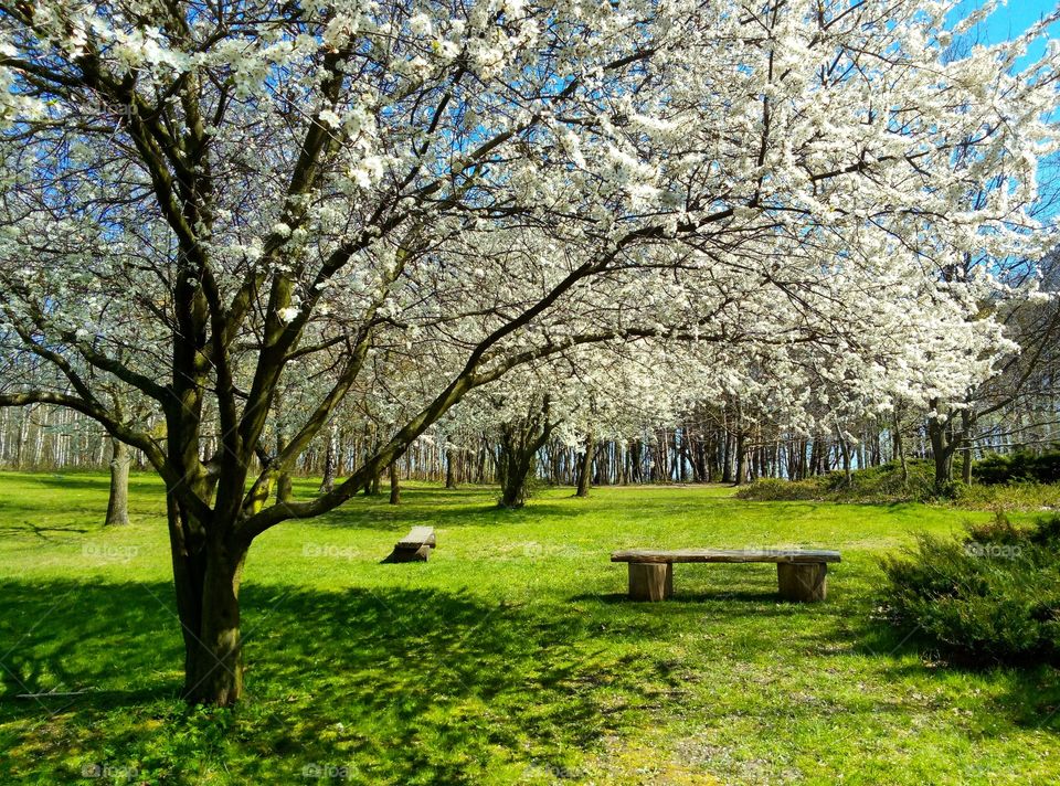 Tree, Park, Season, Landscape, Cherry