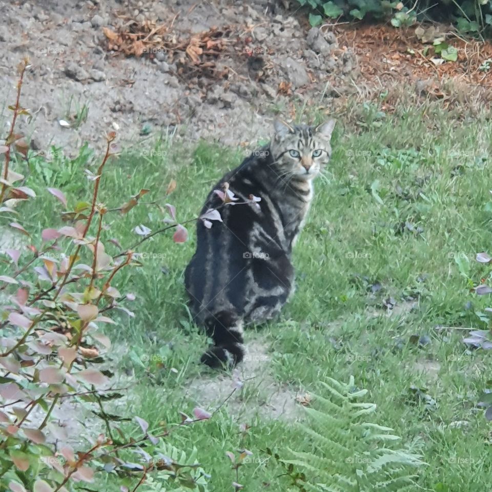 A cat in the backyard.