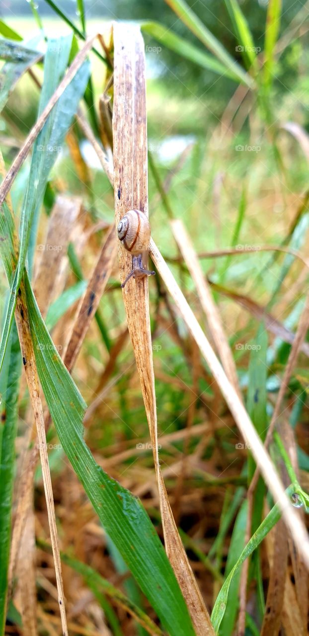 Baby snail on the grass