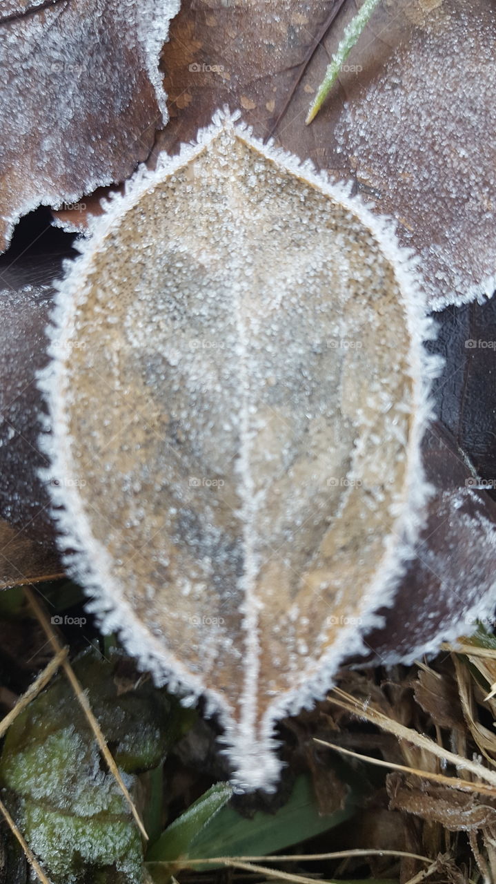Frozen Leaf