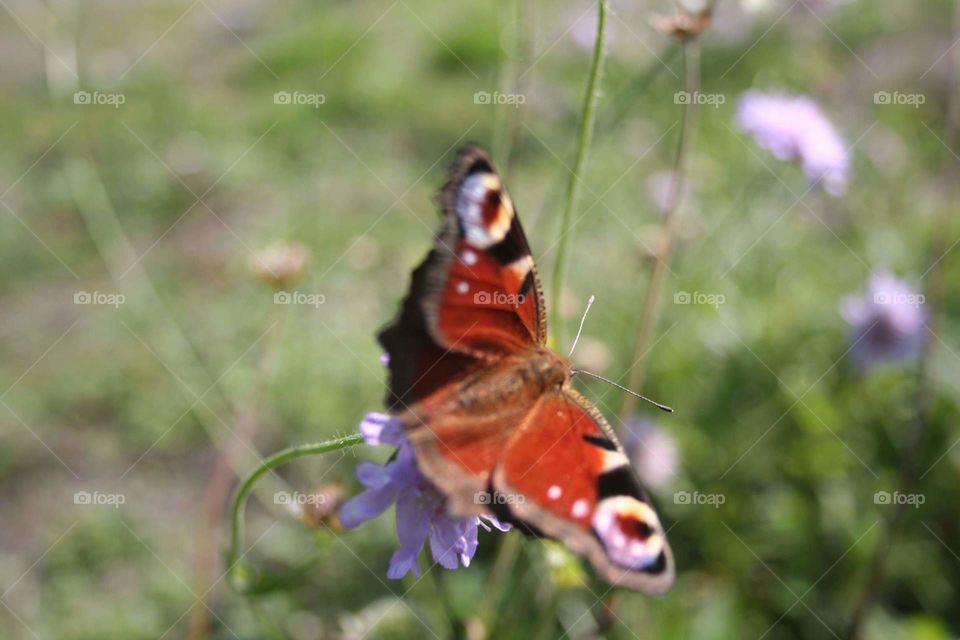 Flower of the skies