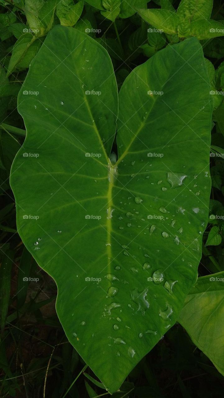 Water Proof Leaves