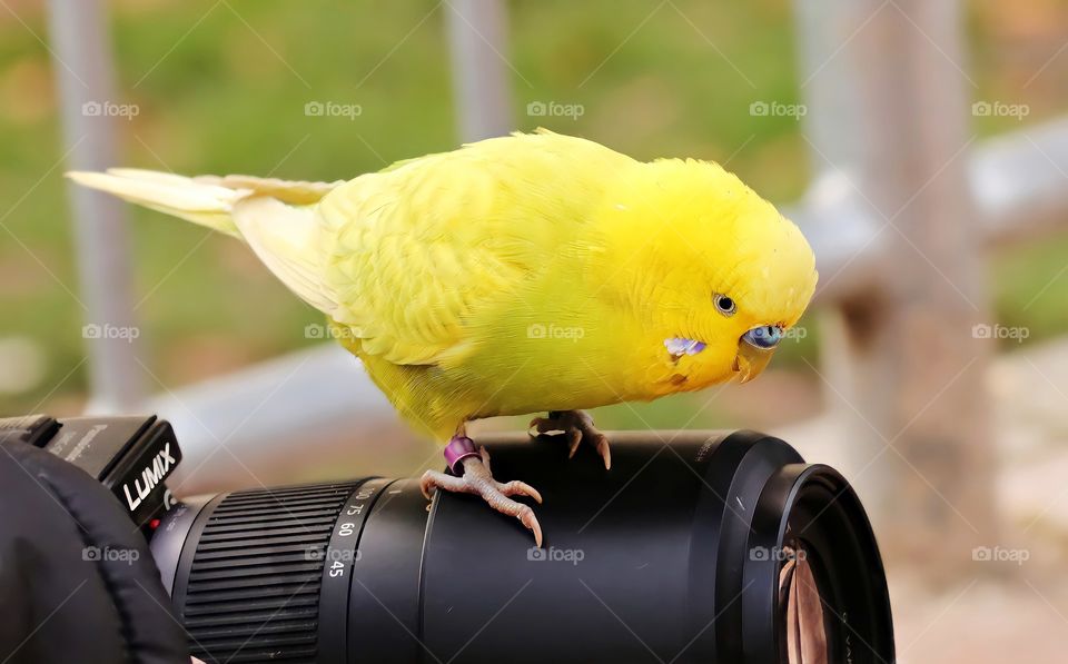 Yellow parakeet Close up of domestic yellow parakeet on the camera lens.