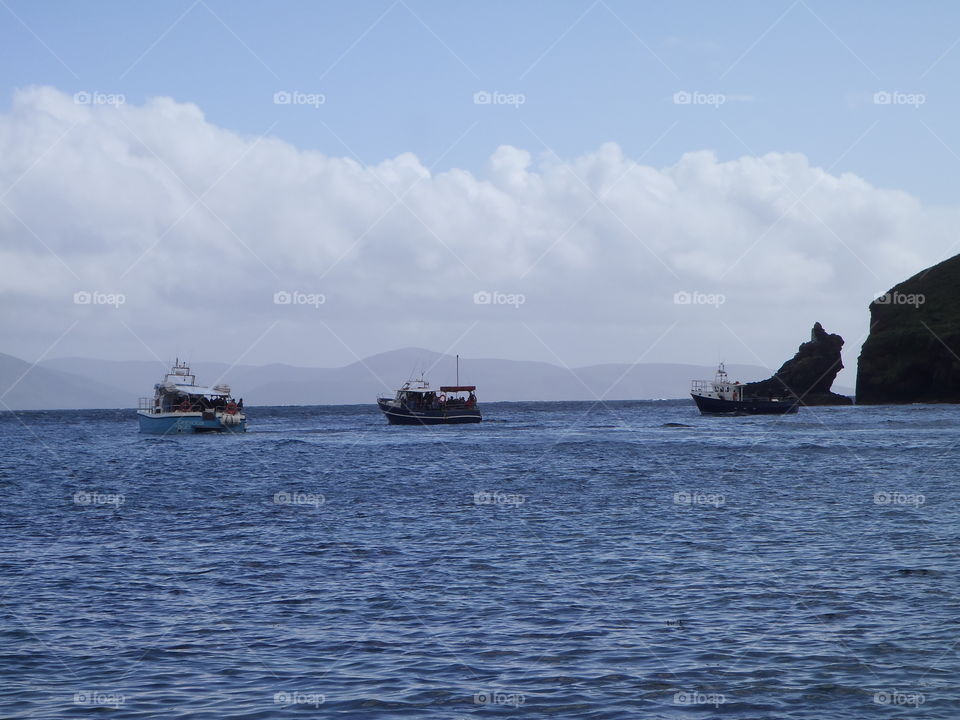 Dolphin spotters . Dingle Ireland 