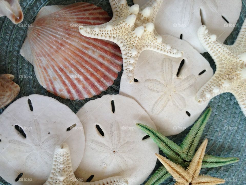 Sea shells 