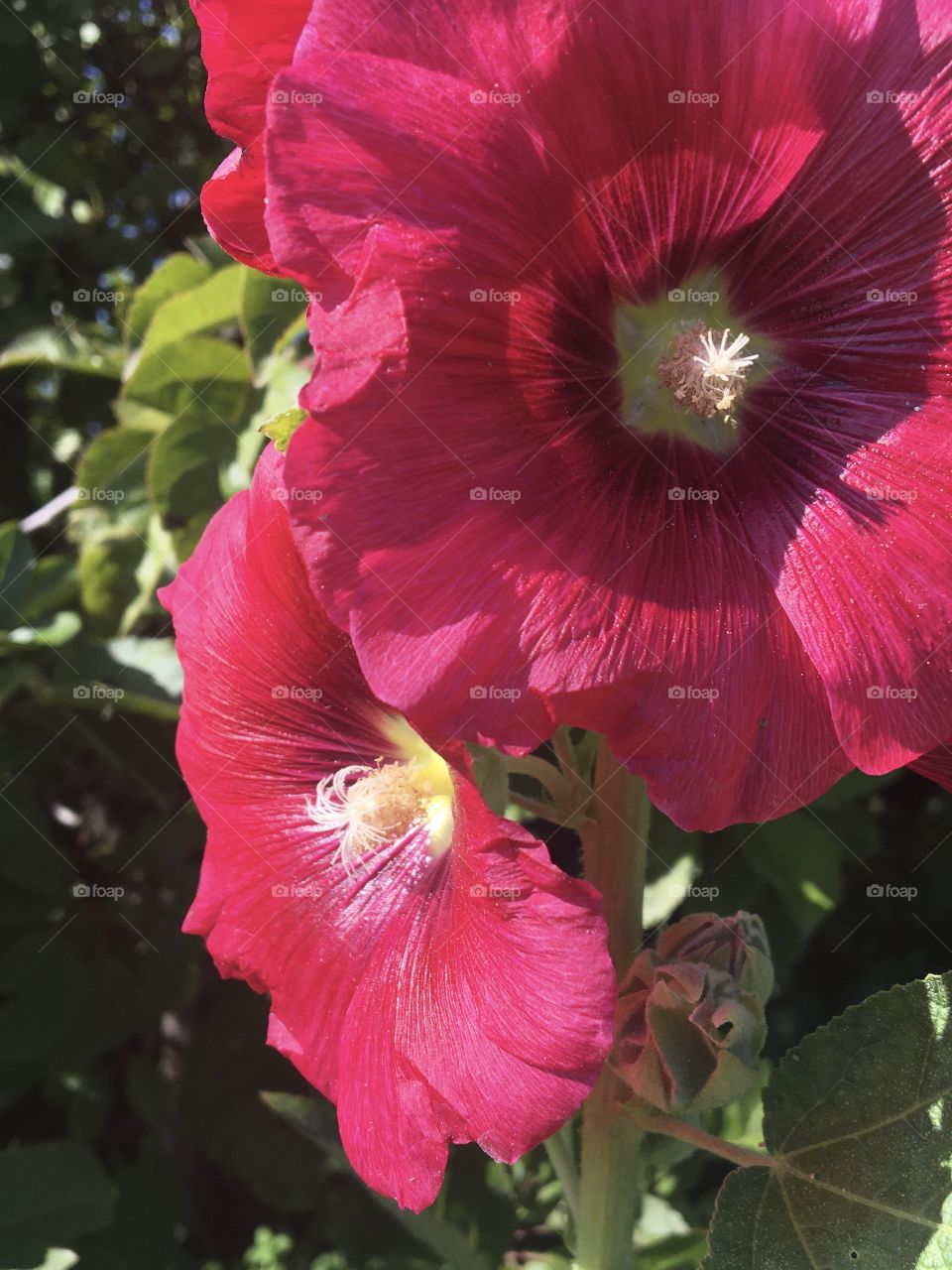 Full blooming Hollyhock at end of summer