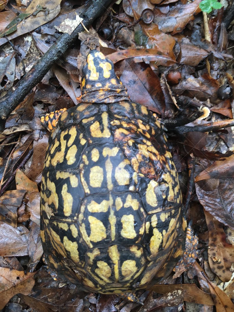 Carolina box turtle 