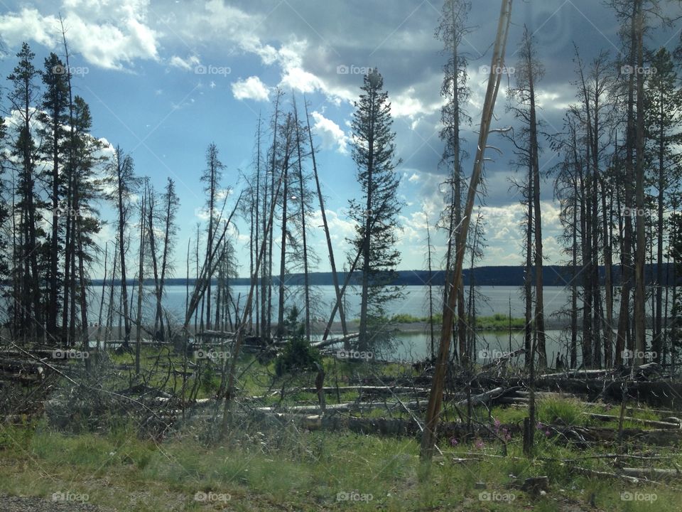 Gorgeous Day In Yellowstone