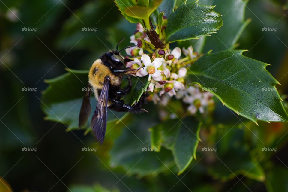 Bee