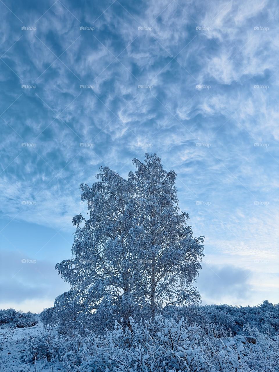 Fresh fluffy snow on a birch