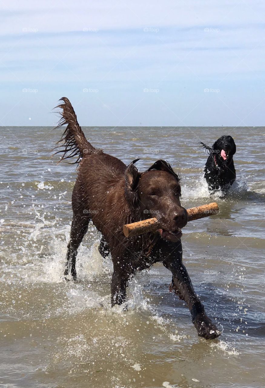 Flatcoats retrieving a stick from the sea