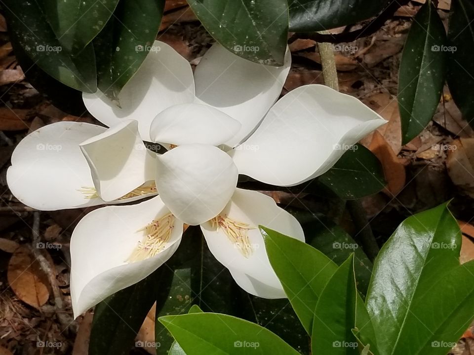 Southern Magnolia bloom