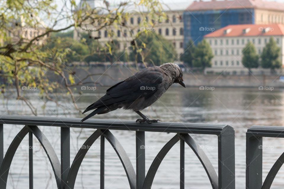 Western jackdaw (Coloeus monedula) perched on a railing by the Vltava river. Prague, Czechia.