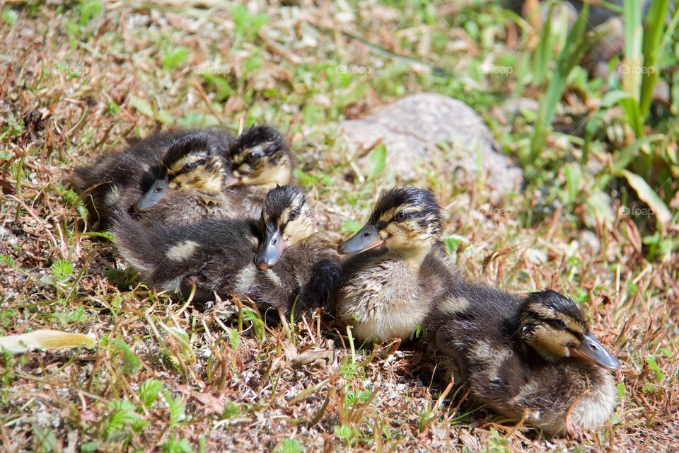 Young ducklings resting on grass