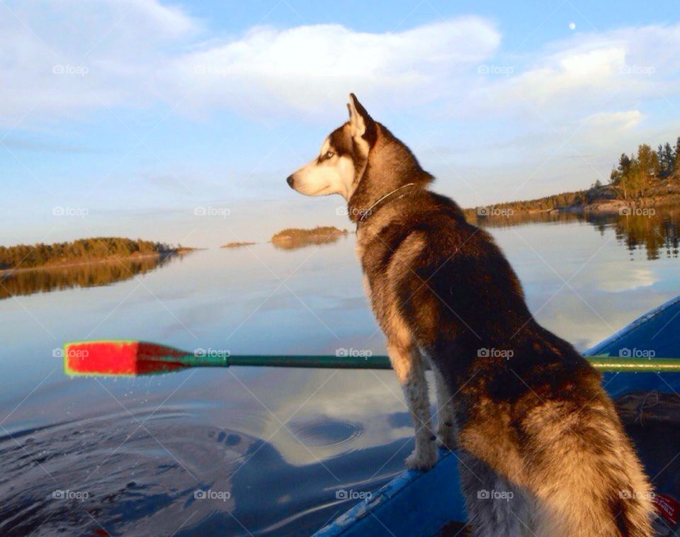 husky dogs