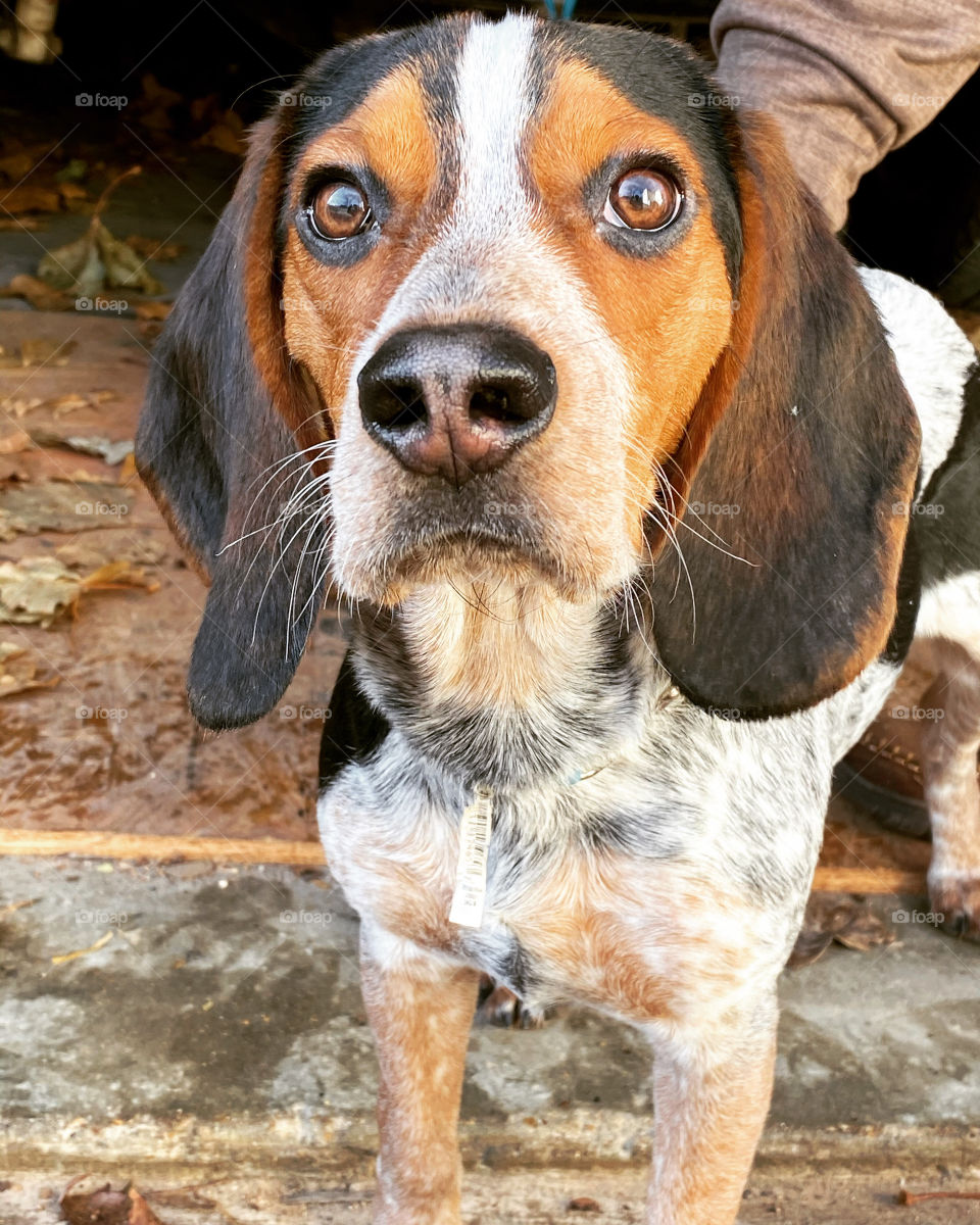 Beagle puppy 