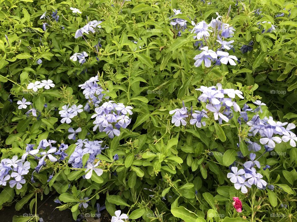 Wild Blue Phlox Flowers