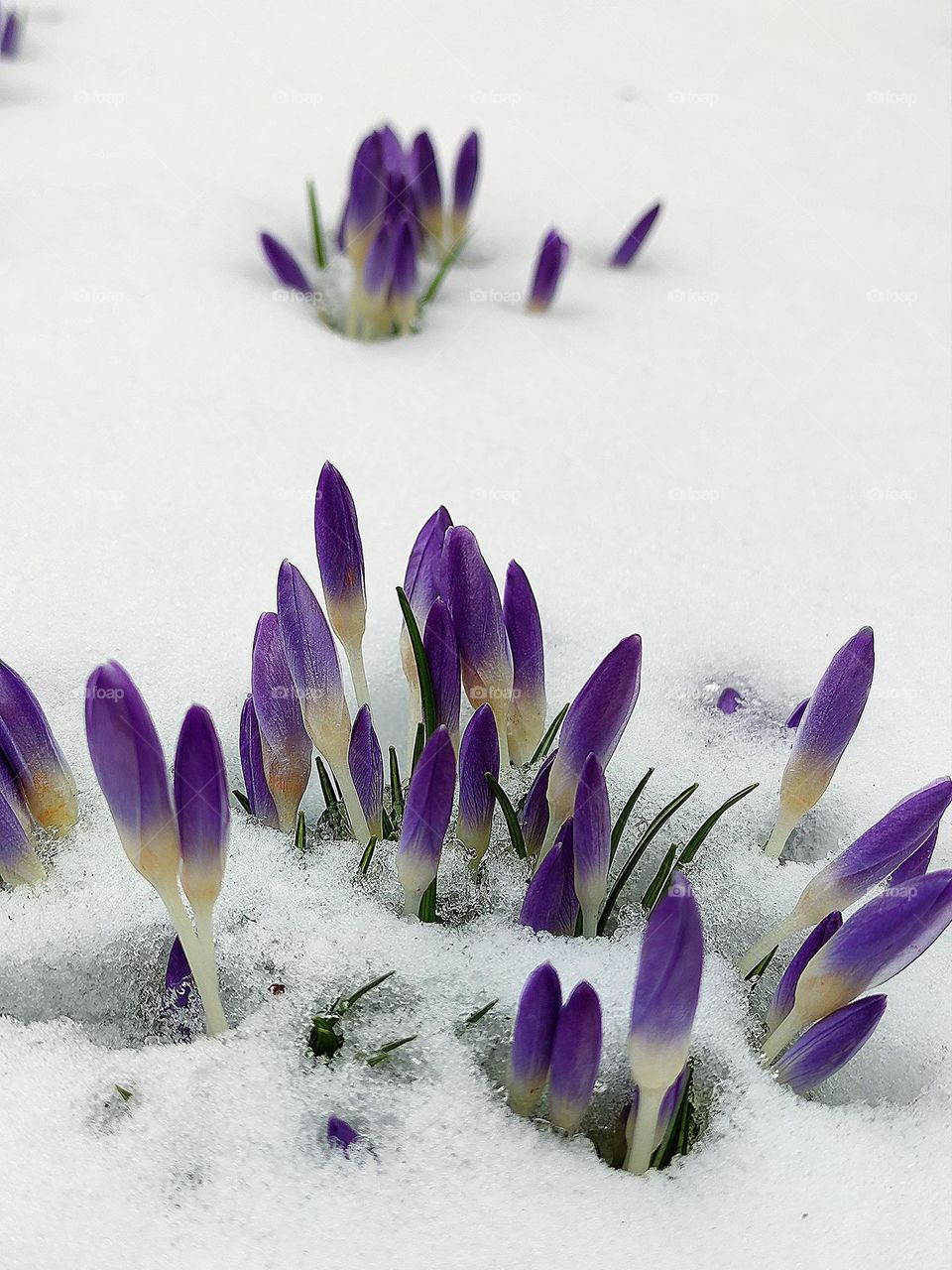 Winter fights spring. Snow in spring. Lilac crocuses (saffron) in the snow