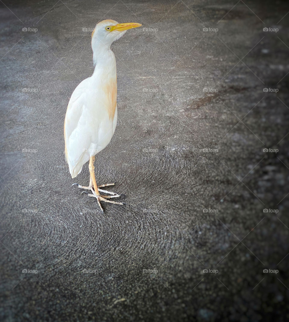 White egret with a yellow bill and markings standing on a gray cement floor