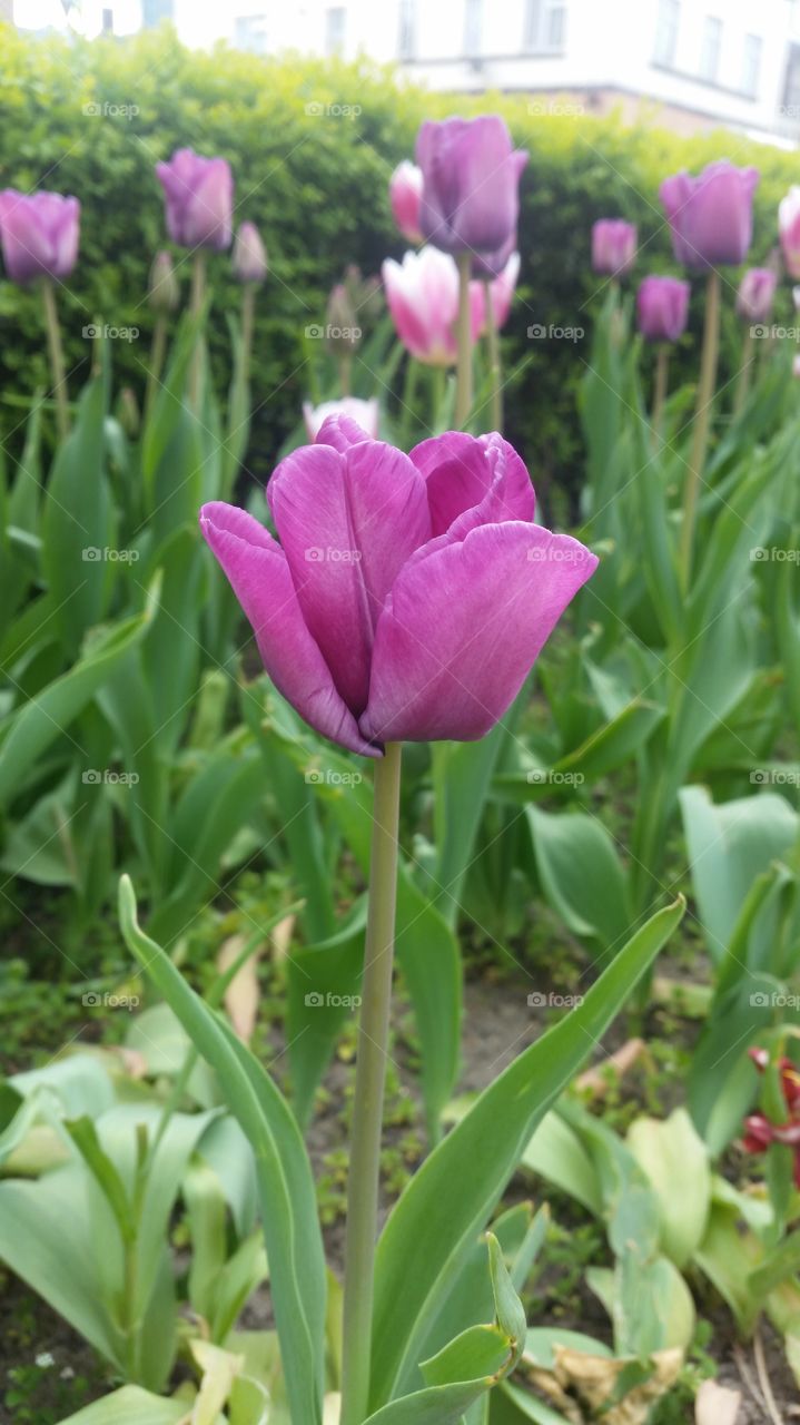 Flowers in London - Tulips