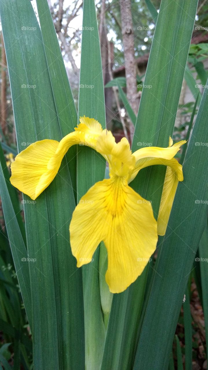 yellow Iris