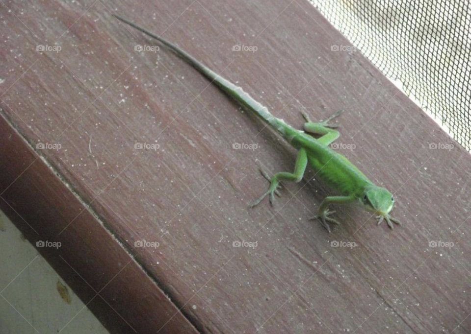 Gecko on a porch railing