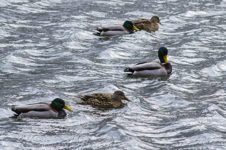 Flock of Mallards
