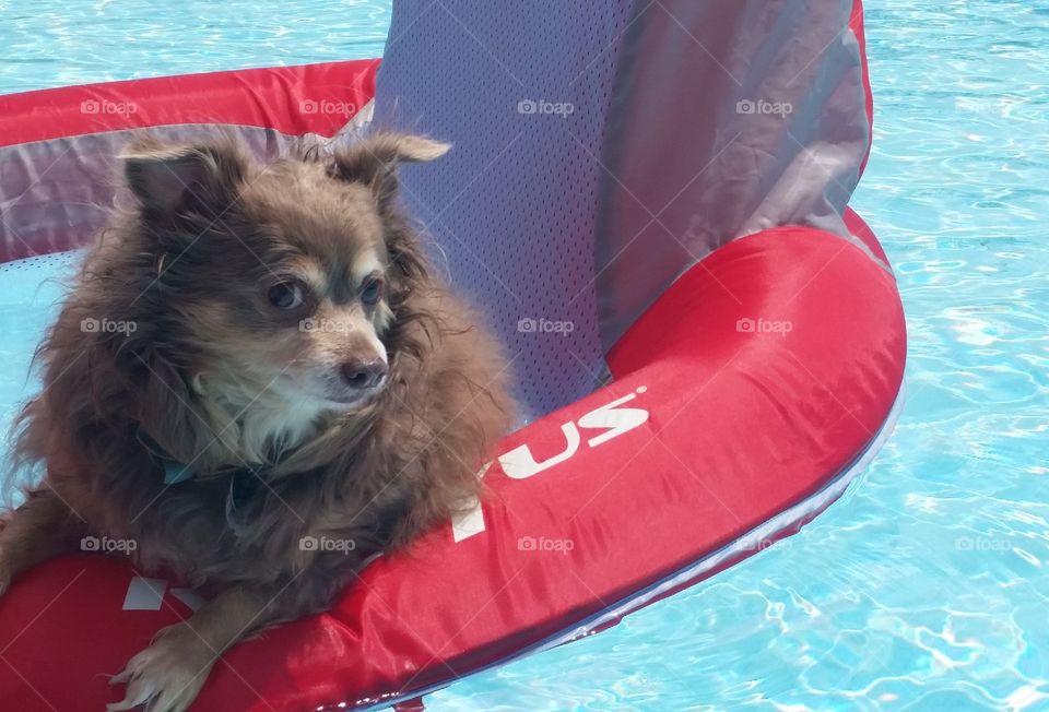 Chihuahua being sassy with a pool float