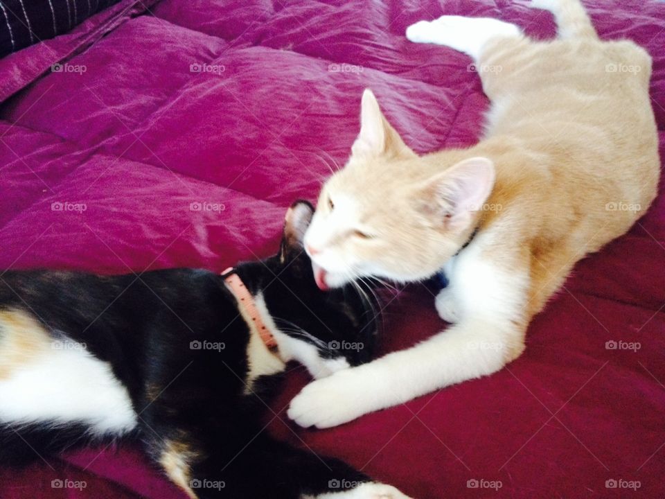 First kiss. Boyfriend and girlfriend kittens