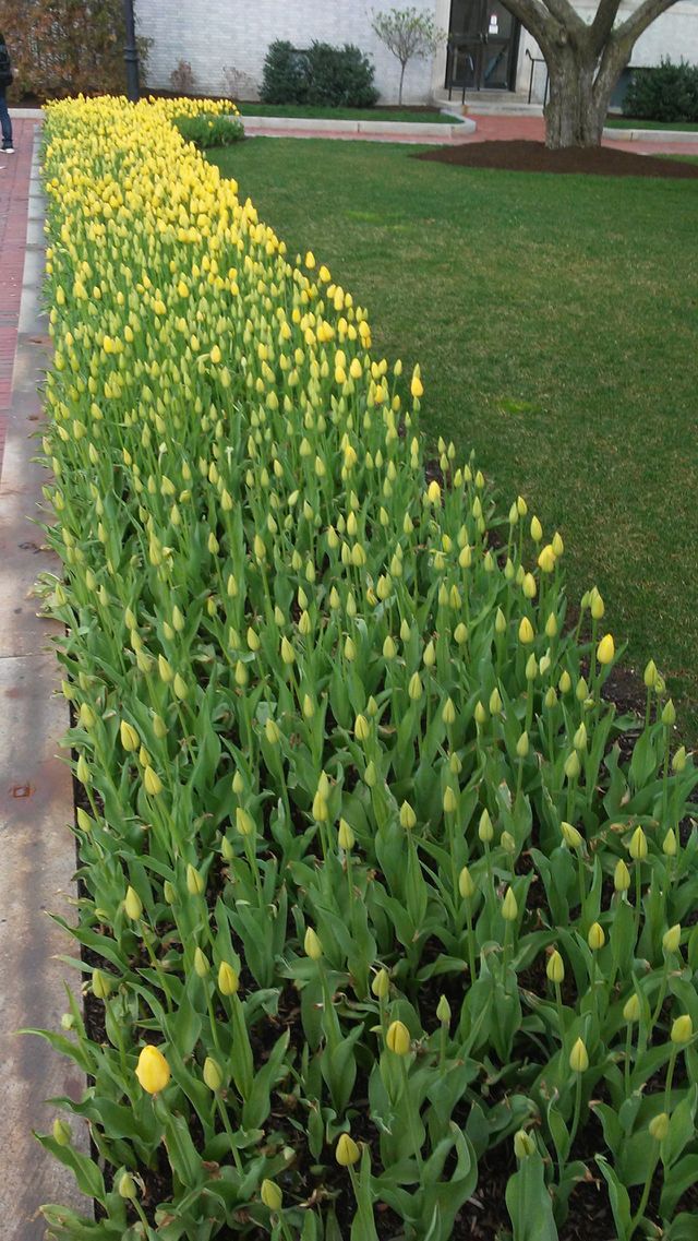 spring. flowers. beauty