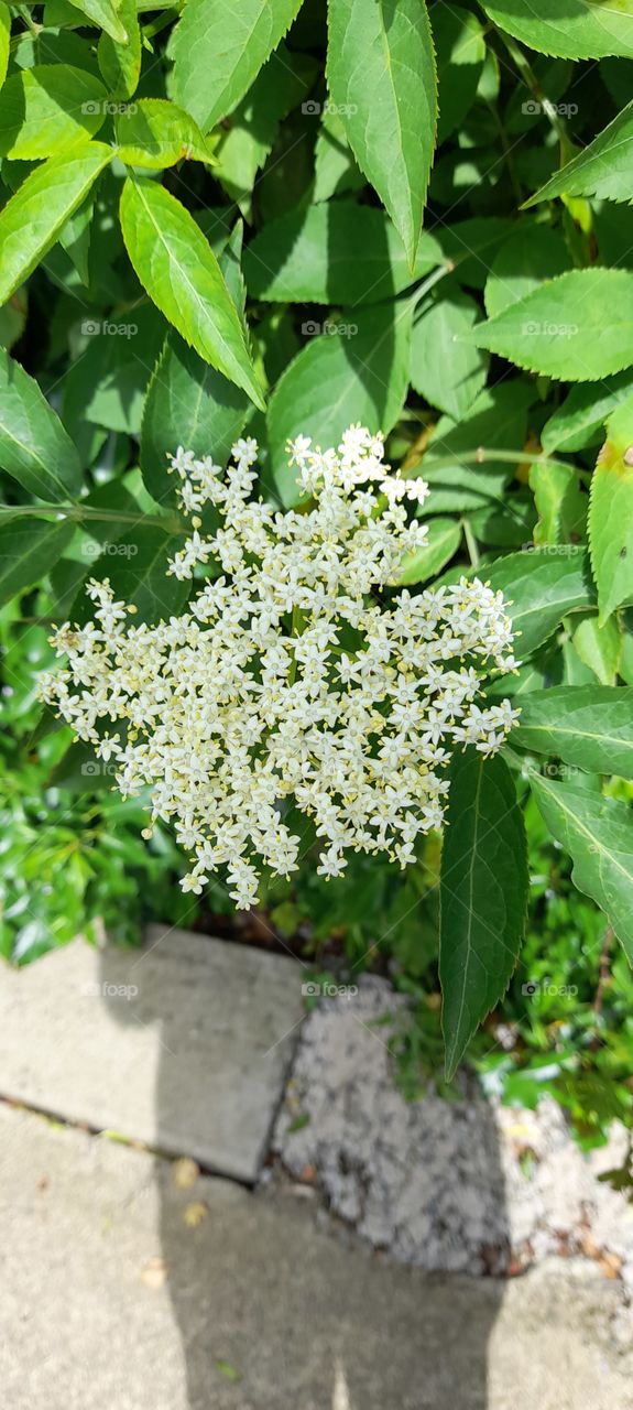 Elderflower in the garden, Ireland, Northern Ireland hedges