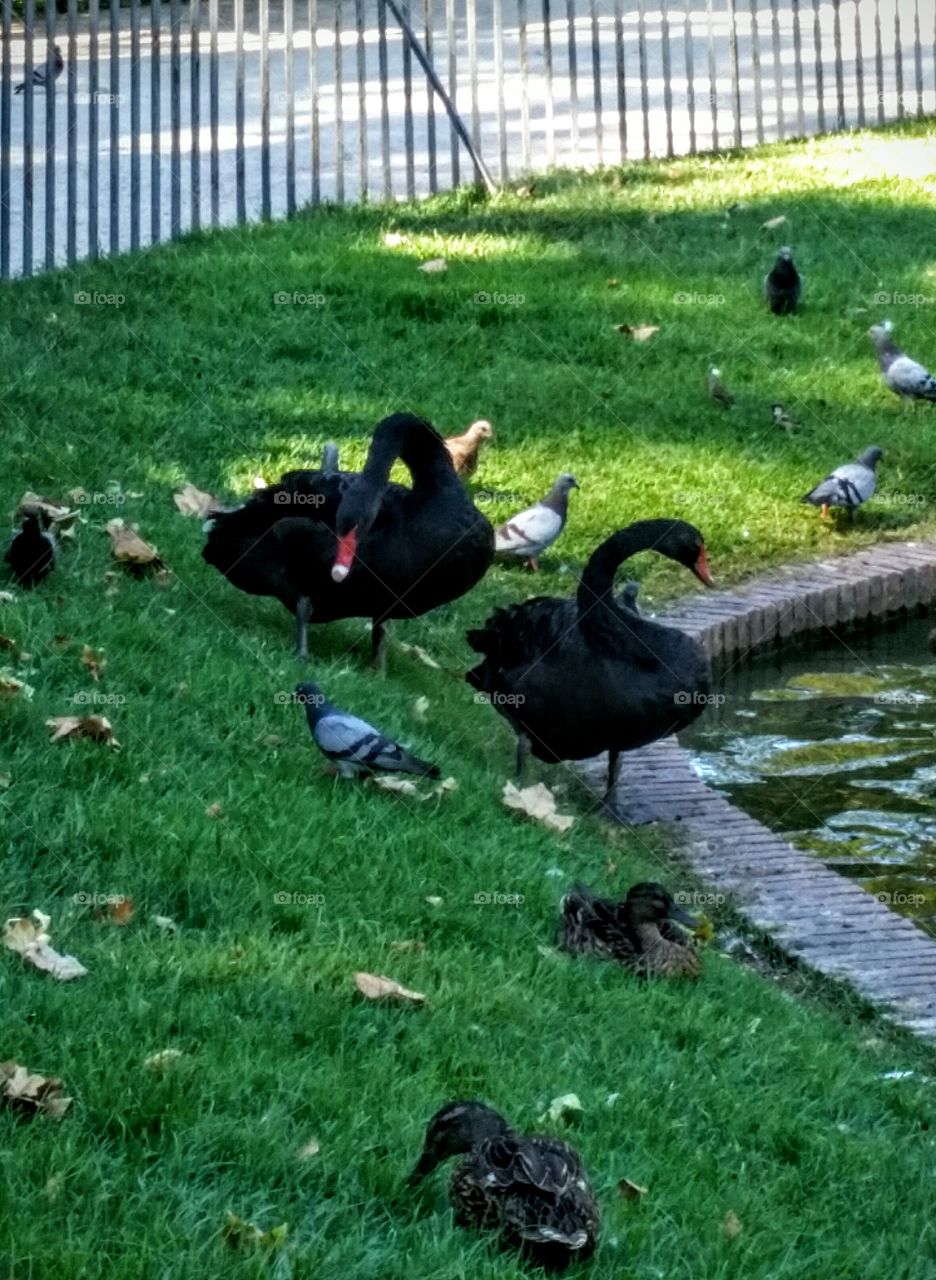 Grass, Bird, Nature, Park, Lawn