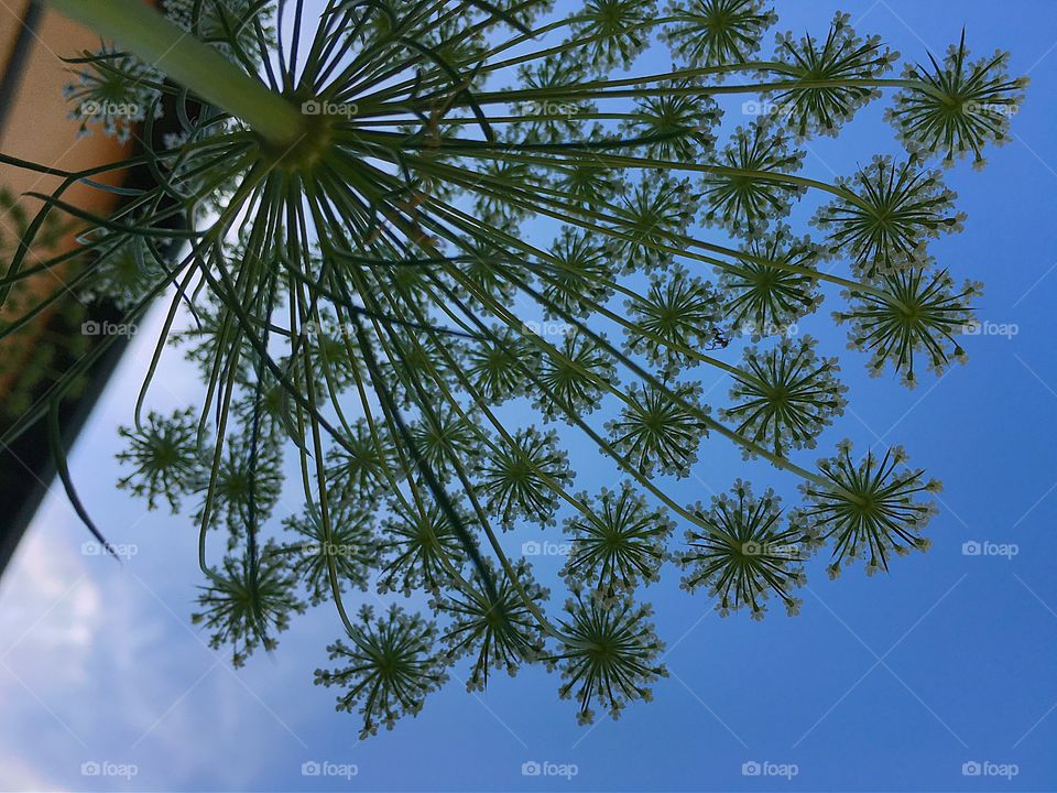The sky through the underside of a stem of Queen Anne's Lace