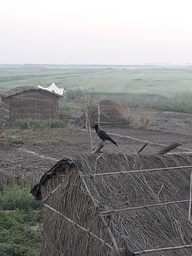 crow