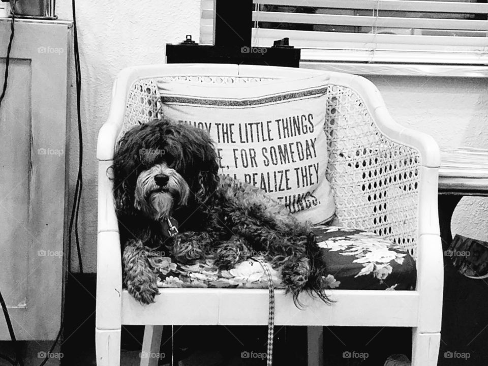 dog cute chair black white