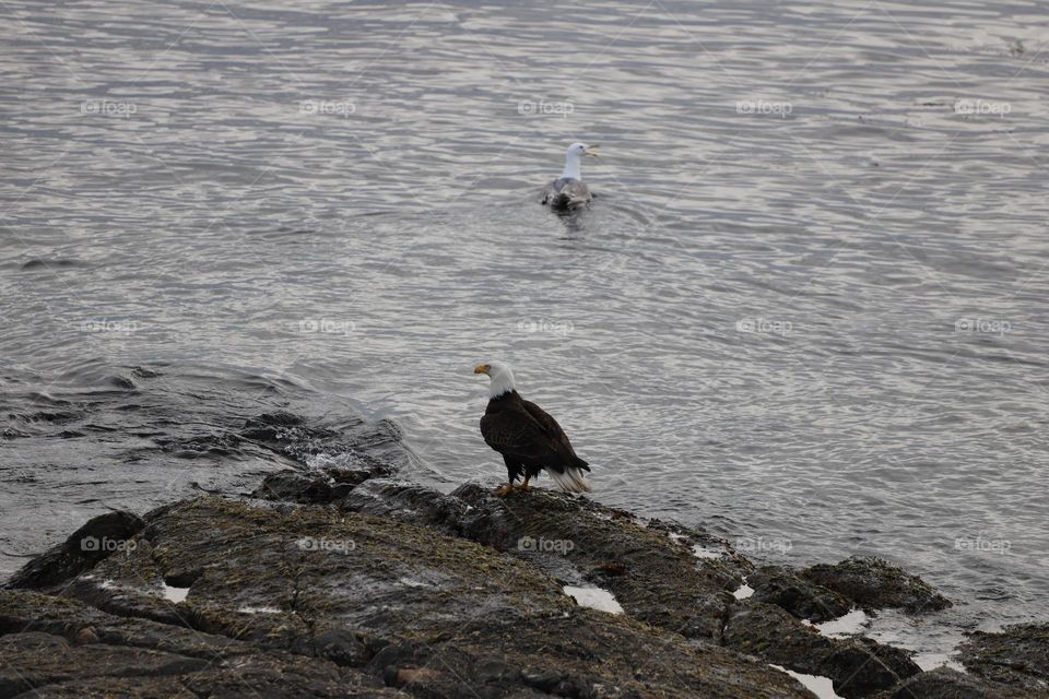 Bald eagle on rocks and seagull in the ocean 