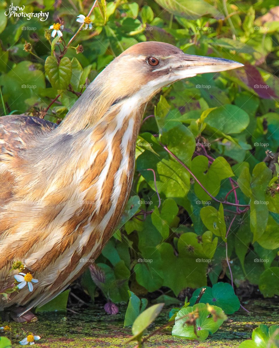 American Bittern