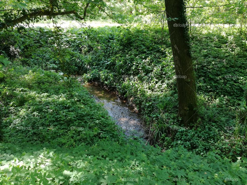 Forest stresom surrounded by desne forest