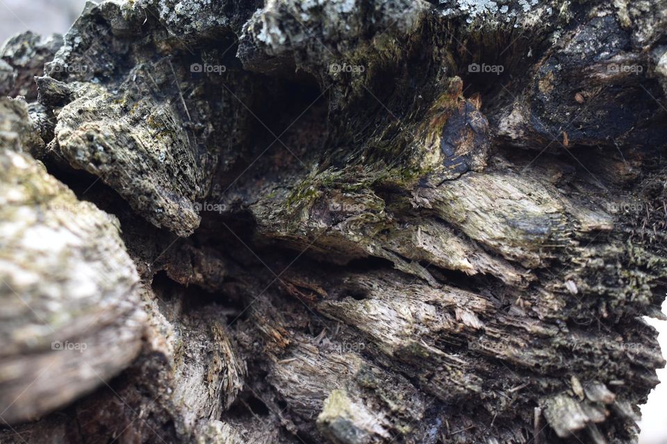 The inside of a fallen tree