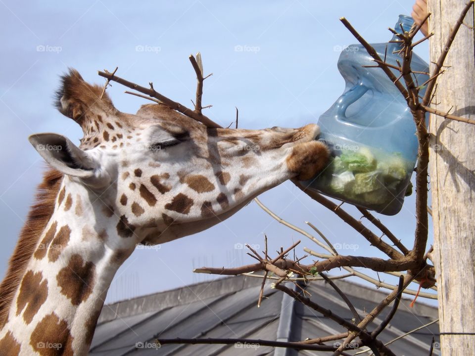 Giraffe enjoying it's supper 